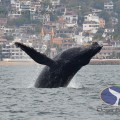 Avistamiento de ballenas, una forma de aprender y ayudar en su estudio para conservación